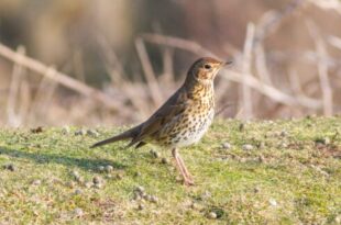 Ancient Rome’s fast food revealed: Dig in Spain uncovers songbird snacks