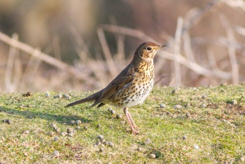 Ancient Rome’s fast food revealed: Dig in Spain uncovers songbird snacks