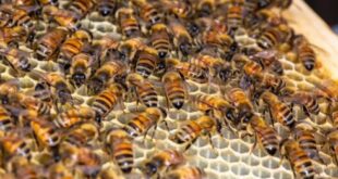 As World Bee Day passes, Dilip Kuner takes a look at these tiny – but essential – insect superheroes