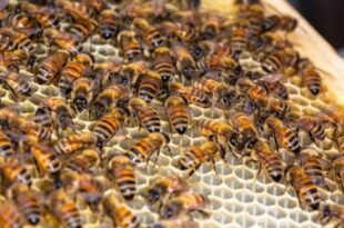 As World Bee Day passes, Dilip Kuner takes a look at these tiny – but essential – insect superheroes