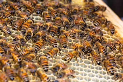 As World Bee Day passes, Dilip Kuner takes a look at these tiny – but essential – insect superheroes