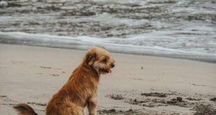 Two Dog-Friendly Beaches to Visit in Almería