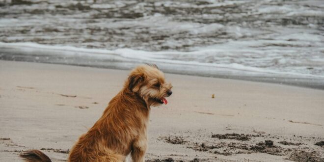 Two Dog-Friendly Beaches to Visit in Almería