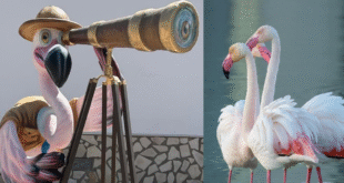 Spain's flamingo paradise: Discover Fuente de Piedra's art & nature in Malaga