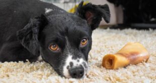 Give a dog a bone? There are lots of natural and healthy snacks to treat your pup