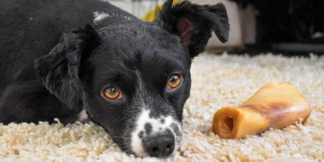 Give a dog a bone? There are lots of natural and healthy snacks to treat your pup