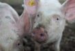 Tiny human hearts successfully grown in PIG embryos