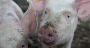 Tiny human hearts successfully grown in PIG embryos