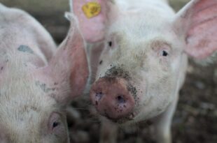 Tiny human hearts successfully grown in PIG embryos