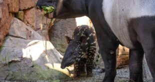 Step into the tropical jungle of BIOPARC Fuengirola, an unique experience on the Costa del Sol