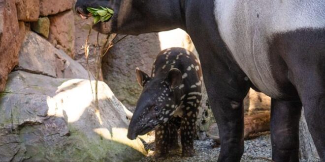 Step into the tropical jungle of BIOPARC Fuengirola, an unique experience on the Costa del Sol