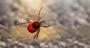 Madrid warns of potentially deadly tick bites
