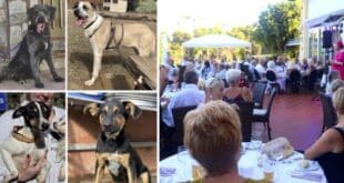 ACE Summer Fundraiser – a tail-wagging success
