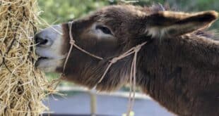 Donkey Dreamland 5th anniversary celebration