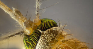 Are you a mosquito magnet? Here’s why