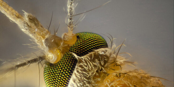 Are you a mosquito magnet? Here’s why