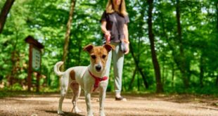 Woman,Wearing,Casual,Clothes,Walks,Her,Jack,Russell,Terrier,Dog