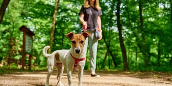 Woman,Wearing,Casual,Clothes,Walks,Her,Jack,Russell,Terrier,Dog