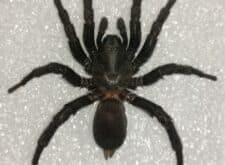 Spiders appearing in your pool? Here’s why.