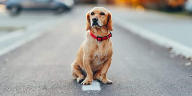Animal carnage on Spain’s roads: Real-time warnings launched to stop wildlife crashes