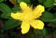 Scientific study of 64 natural depression remedies – which ones work?