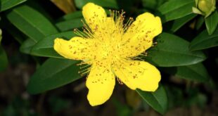 Scientific study of 64 natural depression remedies – which ones work?