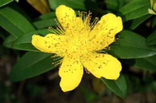 Scientific study of 64 natural depression remedies – which ones work?