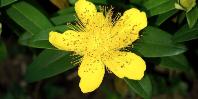 Scientific study of 64 natural depression remedies – which ones work?