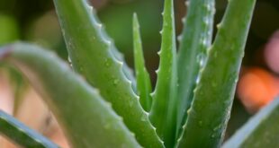 Aloe Vera: Common problems & solutions