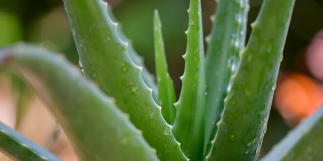 Aloe Vera: Common problems & solutions