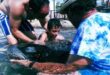 Benidorm sea lions provide therapy to vulnerable children and young people