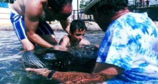 Benidorm sea lions provide therapy to vulnerable children and young people
