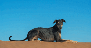 Sloughi dog faces extinction in Tunisia