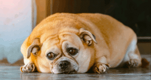 Pet obesity drives Ozempic veterinary trials