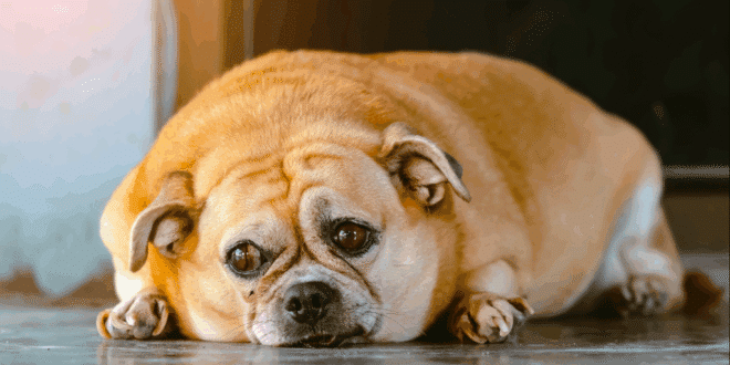 Pet obesity drives Ozempic veterinary trials