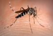 How to avoid mosquito bites in Spain this summer – and why the bloodsuckers target some more than others