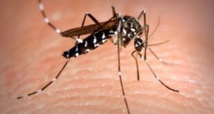 How to avoid mosquito bites in Spain this summer – and why the bloodsuckers target some more than others