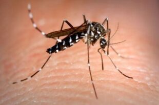 How to avoid mosquito bites in Spain this summer – and why the bloodsuckers target some more than others