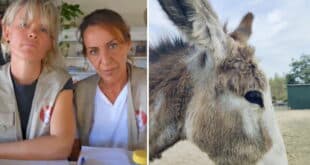 Donkey Dreamland temporary closure