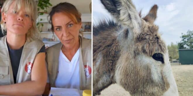 Donkey Dreamland temporary closure