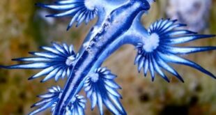 Warning for Gibraltar: Beachgoers ordered out of the water in La Linea after dangerous ‘blue dragons’ discovered