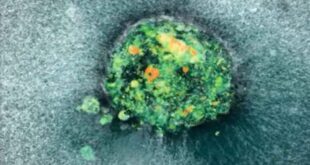 First-ever human embryo implantation filmed – and it could change IVF