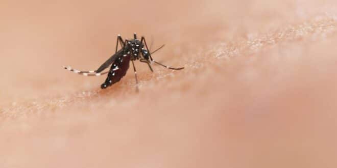 Chikungunya outbreak: A pandemic on the way?