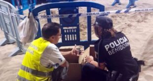 Loggerhead turtles hatch on Benidorm beach in party-going area of resort