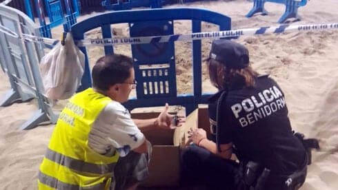 Loggerhead turtles hatch on Benidorm beach in party-going area of resort