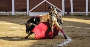 Bullfights allowing children in attendance are back in Palma