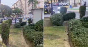 Rat infestation sparks outrage in Mijas neighbourhood