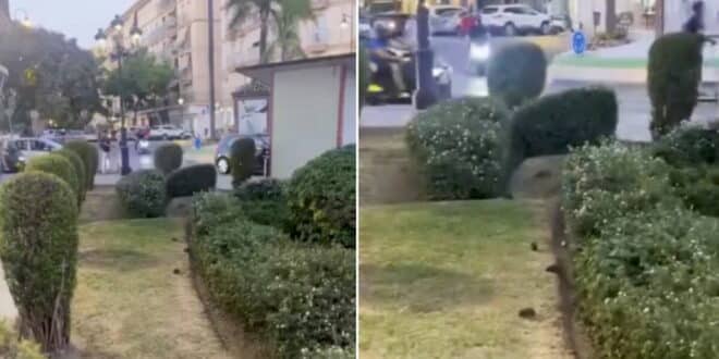 Rat infestation sparks outrage in Mijas neighbourhood