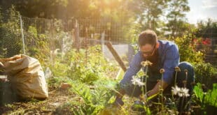 Urban gardening in Benalmadena with new allotments up for grabs