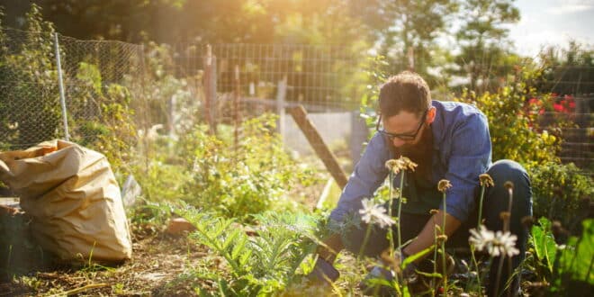 Urban gardening in Benalmadena with new allotments up for grabs